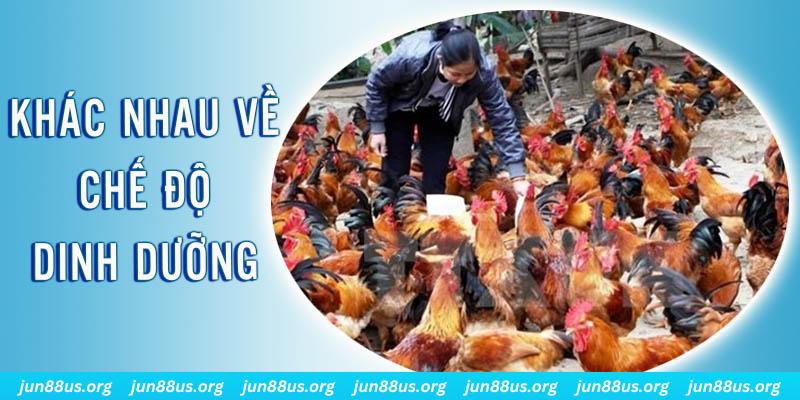 sun52 xổ số thứ sáu hàng tuần